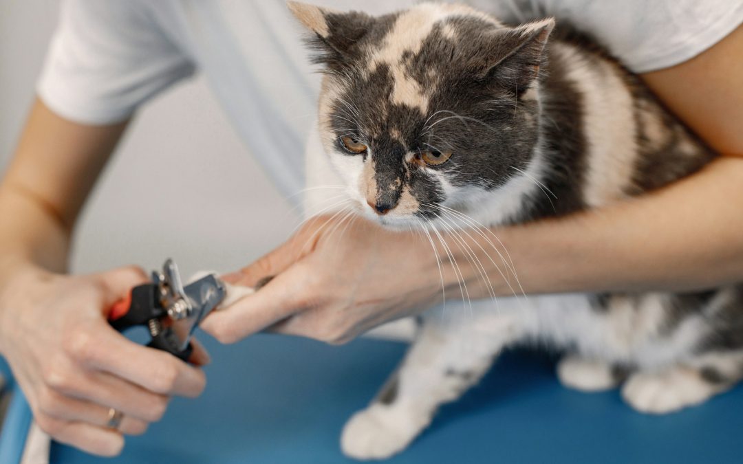 Feline Finery: Mastering the Art of Grooming a Reluctant Cat