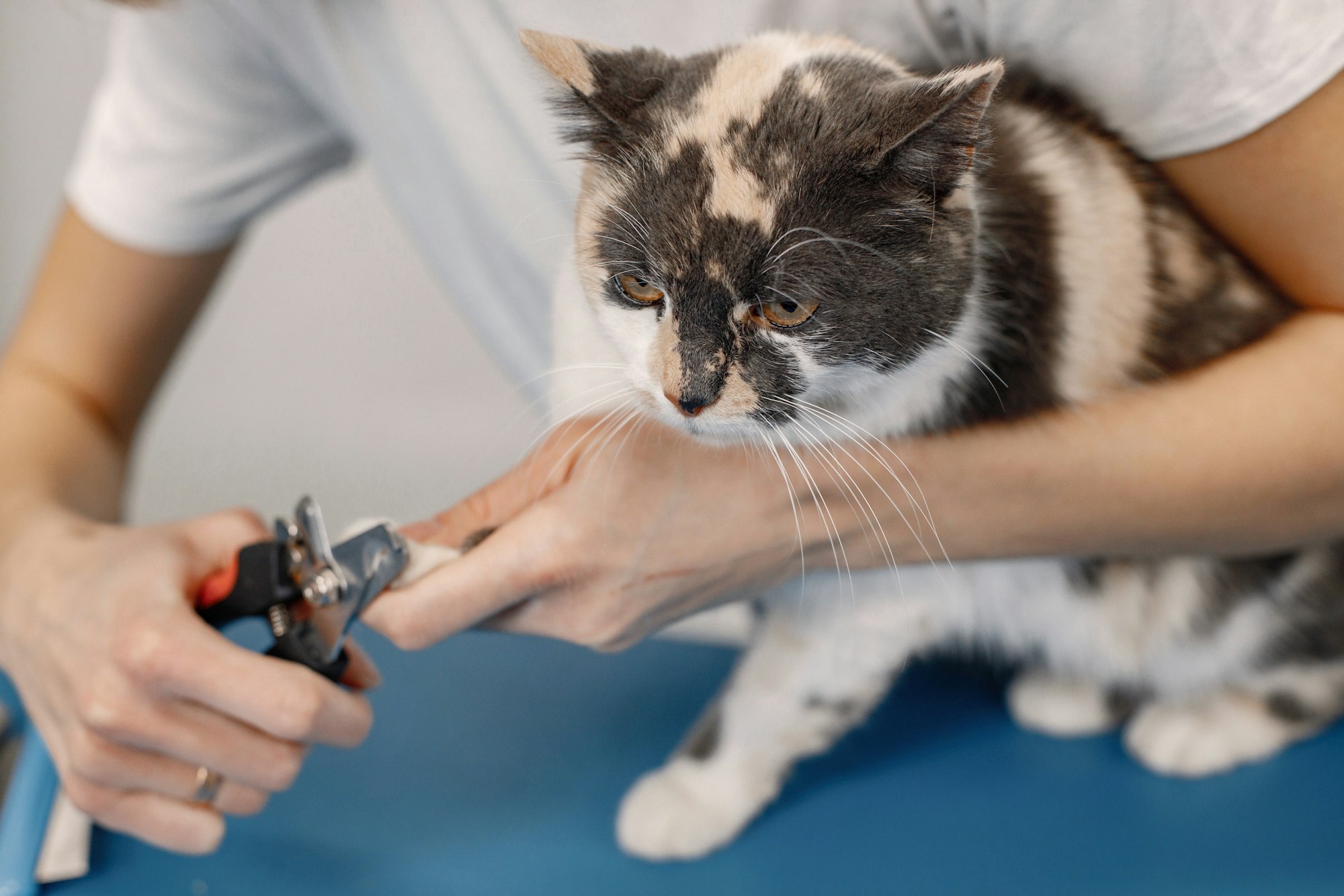 Cat groomer clips a cat's nails during a grooming session