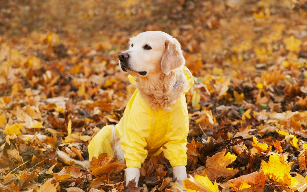 Unveiling the Need: Understanding When Pets Require Extra Layers of Clothing