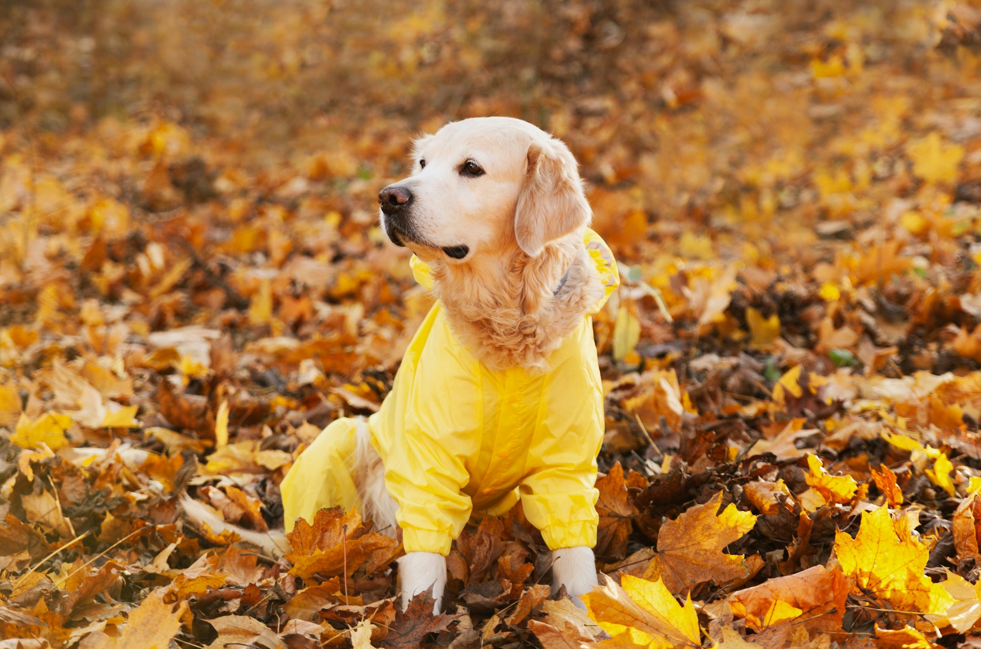 Golden retriever dog wearing in a yellow raincoat in nature.