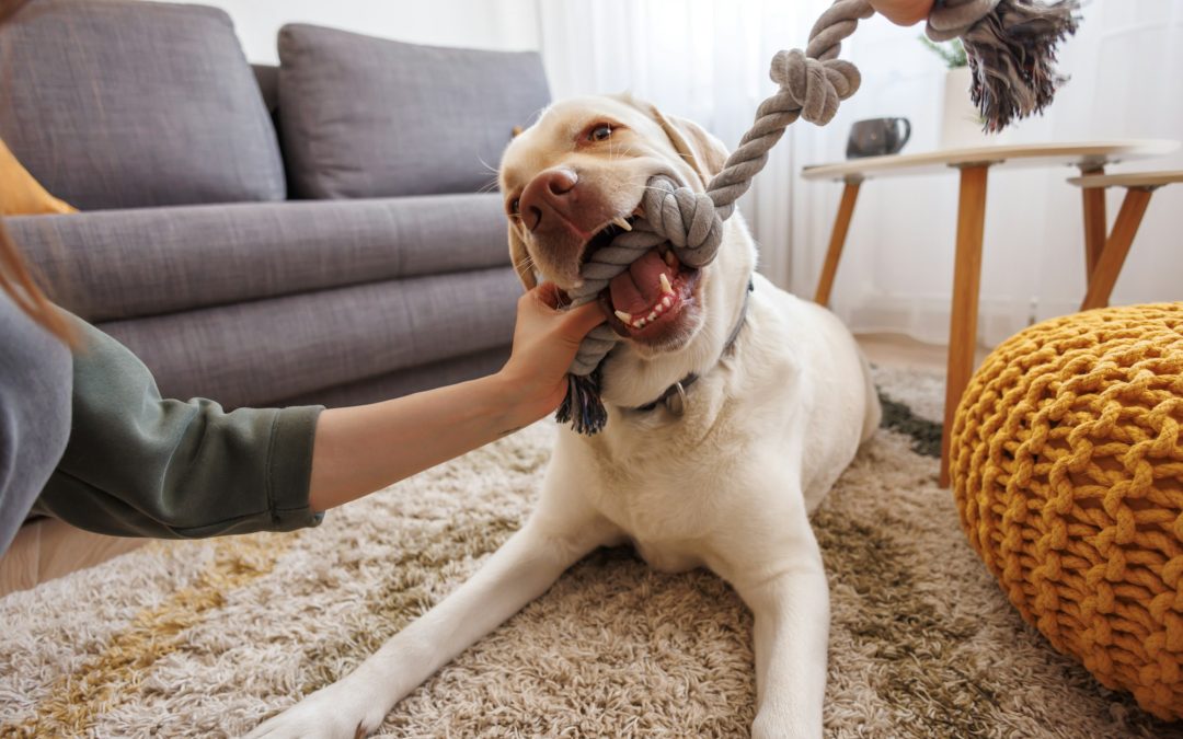 Tough Toys for Titan Tails: Selecting Durable Playthings for Large, Strong Dogs